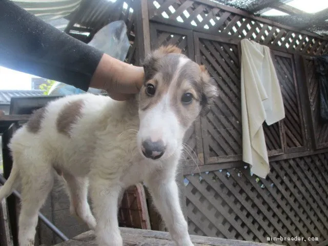 みゆっち 様のお迎えした子犬