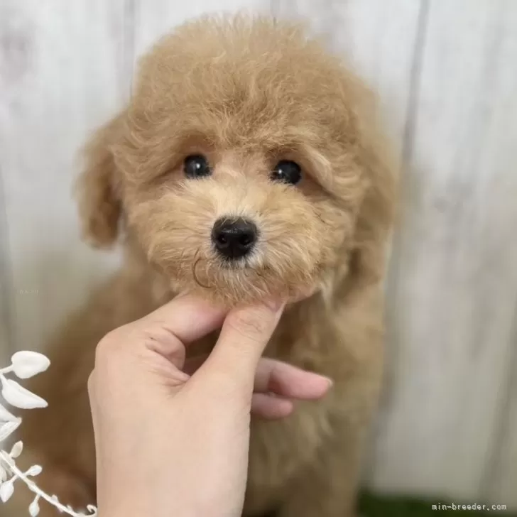 A 様のお迎えした子犬