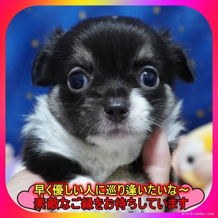 両親PRAクリア♪10/2お写真＆動画変更🐶 | チワワ(ロング)