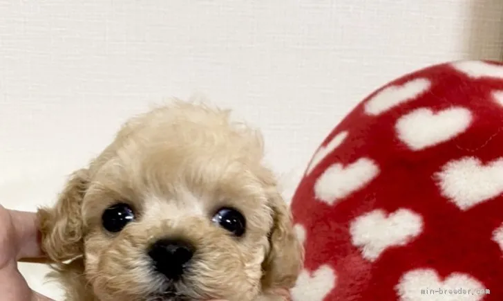 K.O 様のお迎えした子犬