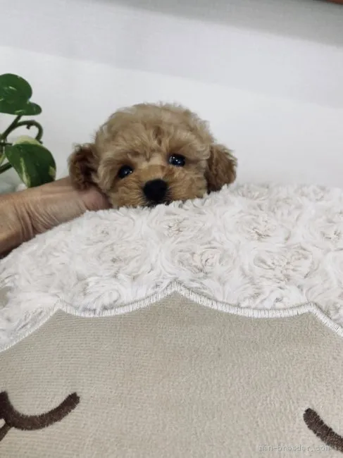 K.M 様のお迎えした子犬