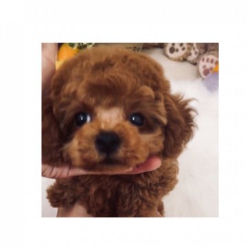 トイプードル(ティーカップ)【兵庫県・女の子・2019年7月6日・レッド】の写真「超かわいいテディベア顔　大きな目と短いお鼻がポイ　」
