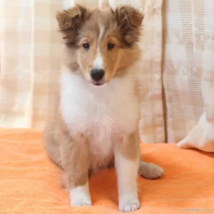 Y.T 様のお迎えした子犬