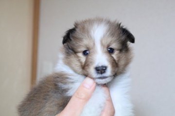 シェットランドシープドッグ【群馬県・男の子・2019年1月18日・セーブル】の写真「太いフルカラーの男の子です」