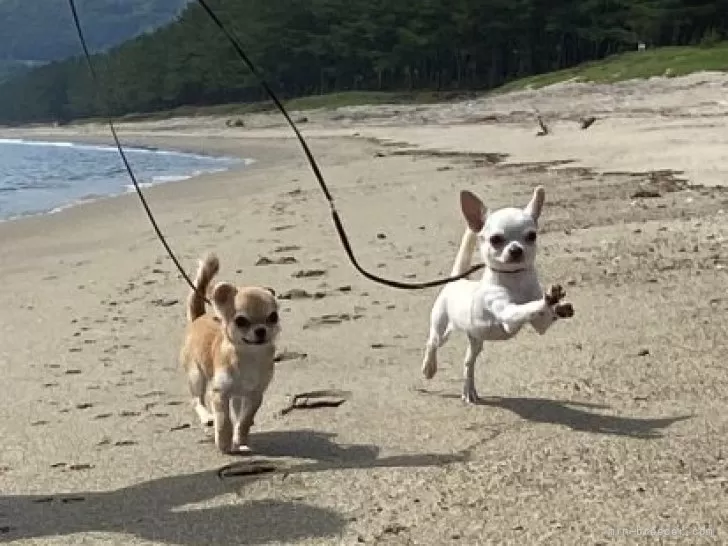 チワワ(スムース)【長崎県・男の子・2024年1月11日・ホワイト】当犬舎の仔犬はしつけ込み｜みんなのブリーダー（子犬ID：2403-03023）