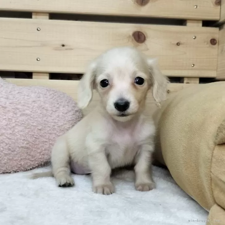 まる 様のお迎えした子犬