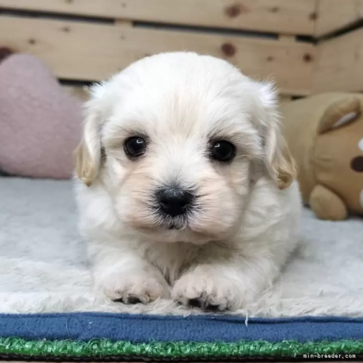 ちこりん 様のお迎えした子犬