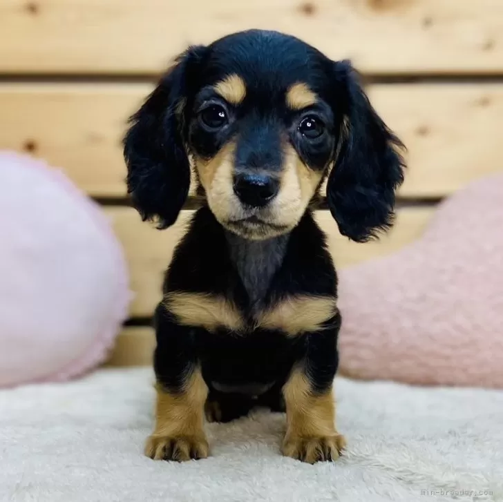 あお 様のお迎えした子犬