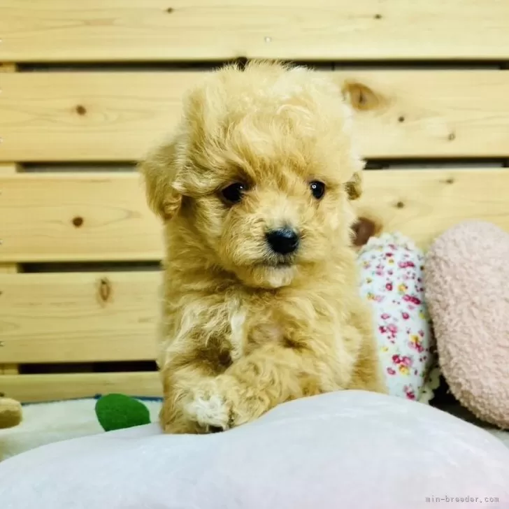 むぎ 様のお迎えした子犬