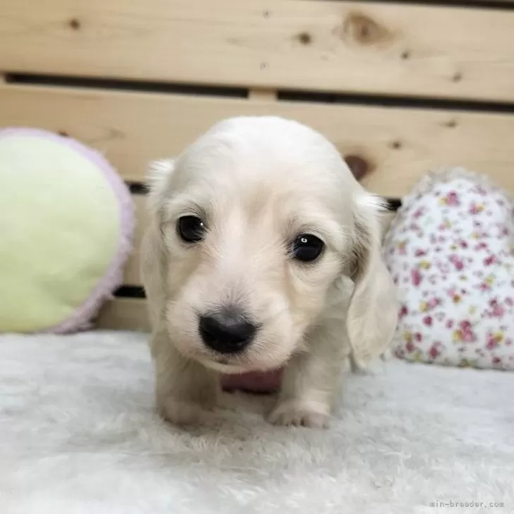 M.K 様のお迎えした子犬