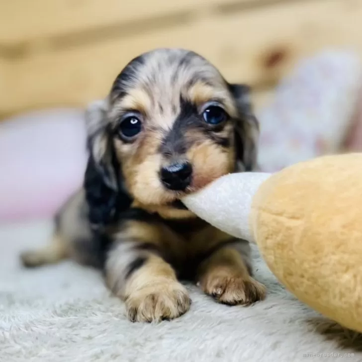 S.K 様のお迎えした子犬