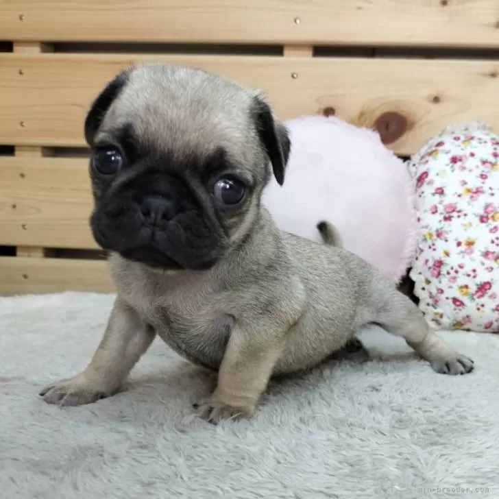 さくら 様のお迎えした子犬