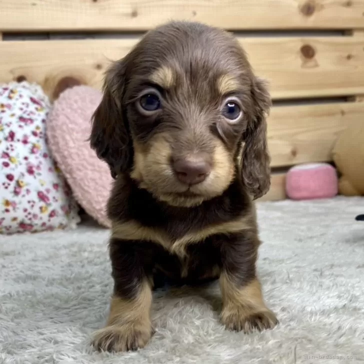 ぱぱごん 様のお迎えした子犬