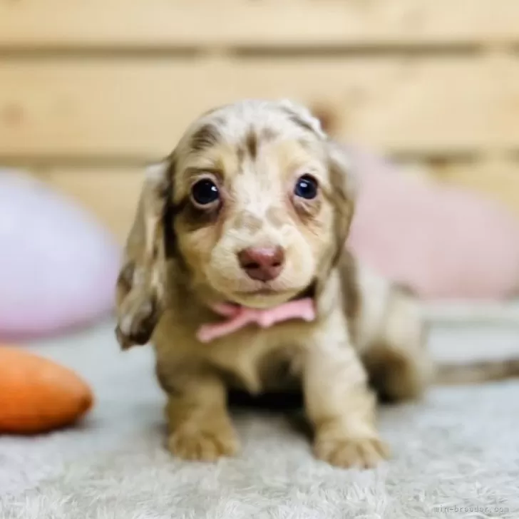 ジェイ 様のお迎えした子犬