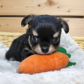 チワワ(ロング)【長野県・男の子・2024年11月10日・ブラックタン】の写真「年末年始セール🎍1/8までの予約で2万円引き✨️」