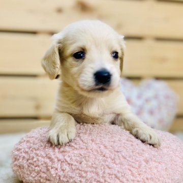 カニンヘンダックスフンド(ロング)【長野県・男の子・2024年12月17日・イエロー】の写真「綺麗なカラーの可愛い男の子です☺️両親遺伝子クリア」