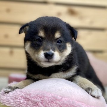 柴犬(豆柴)【長野県・女の子・2024年10月22日・黒】の写真「年末年始セール🎍1/8までの予約で2万円引き✨️」