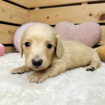 カニンヘンダックスフンド(ロング)【長野県・男の子・2024年12月16日・イエロー】の写真「おっとりな男の子✨」