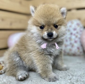 ポメ柴(ポメラニアン×豆柴)【長野県・女の子・2024年10月20日・赤】の写真「両親遺伝子クリア✨
クリスマスセール🎅🎄」