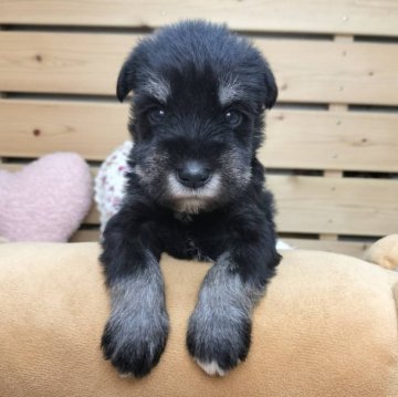 ミニチュアシュナウザー【長野県・男の子・2025年9月23日・ブラックシルバー】の写真「おっとりとした可愛い男の子です☺️」