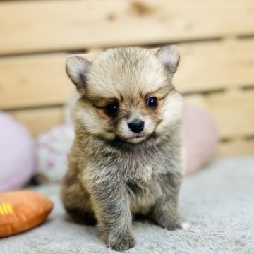 ポメチワ(チワワ×ポメラニアン)【長野県・男の子・2024年11月23日・オレンジ】の写真「両親遺伝子クリア✨」