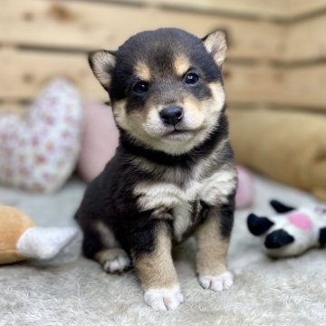 柴犬(豆柴)【長野県・男の子・2024年10月22日・黒】の写真「年末年始セール🎍1/8までの予約で2万円引き✨️」