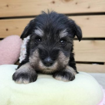 ミニチュアシュナウザー【長野県・男の子・2025年9月23日・ブラックシルバー】の写真「マイペースな男の子です☺️」