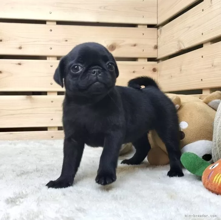 たなか 様のお迎えした子犬