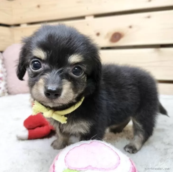 ノブ 様のお迎えした子犬