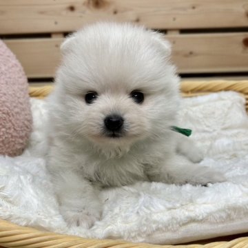 ポメラニアン【長野県・男の子・2023年9月5日・クリーム】の写真「ハロウィンセール🎃両親遺伝子クリア✨」