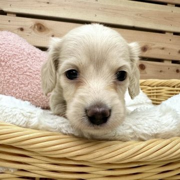 カニンヘンダックスフンド(ロング)【長野県・女の子・2023年11月4日・イエロー】の写真「お年玉セール🐶淡いカラーが綺麗な女の子☺️」