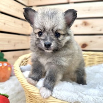 ミックス(ポメラニアン×パピヨン)【長野県・男の子・2023年11月25日・フォーン】の写真「お年玉セール🐶両親遺伝子クリア✨」