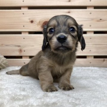 カニンヘンダックスフンド(ロング)【長野県・女の子・2023年9月17日・レッド】の写真「11月11日ワンワンセール🐶両親遺伝子クリア✨」