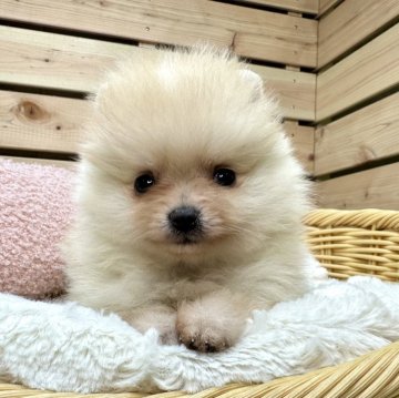 ポメラニアン【長野県・男の子・2023年11月7日・クリーム】の写真「年末セール🐶両親遺伝子クリア✨」