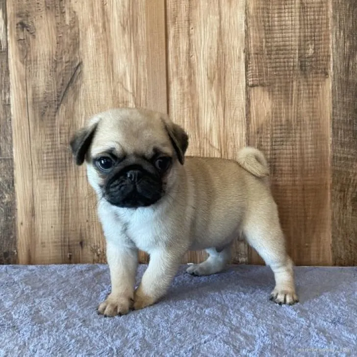 Y.Ｉ 様のお迎えした子犬