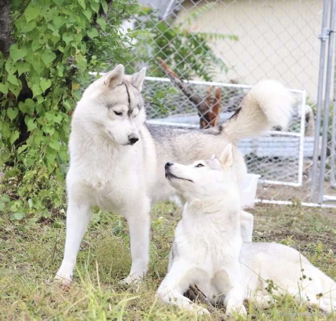 李　楡燁(り　ゆよん)ブリーダー(栃木県・シベリアンハスキーなど・JKC登録)の紹介写真9