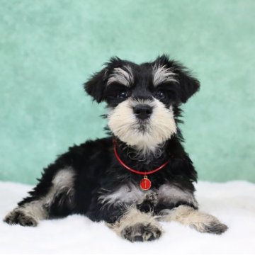 ミニチュアシュナウザー【東京都・女の子・2025年5月30日・ブラック&シルバー】の写真「顔の模様が綺麗な子·5兄弟①」