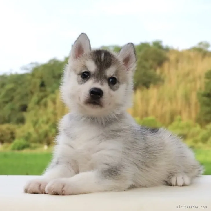 m 様のお迎えした子犬