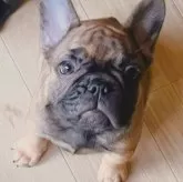 フレンチブルドッグ