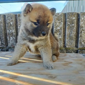 柴犬(標準サイズ)【岐阜県・男の子・2024年10月11日・赤】の写真「粒揃いな三兄弟
一番小振りな仔」