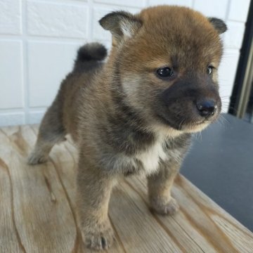 柴犬(標準サイズ)【岐阜県・男の子・2024年10月11日・赤】の写真「粒揃いな三兄弟
優しい顔つきです」