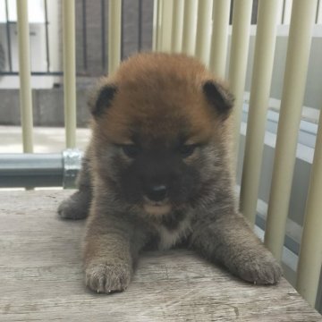 柴犬(標準サイズ)【岐阜県・男の子・2024年10月11日・赤】の写真「粒揃いな三兄弟
一番小振りな仔」