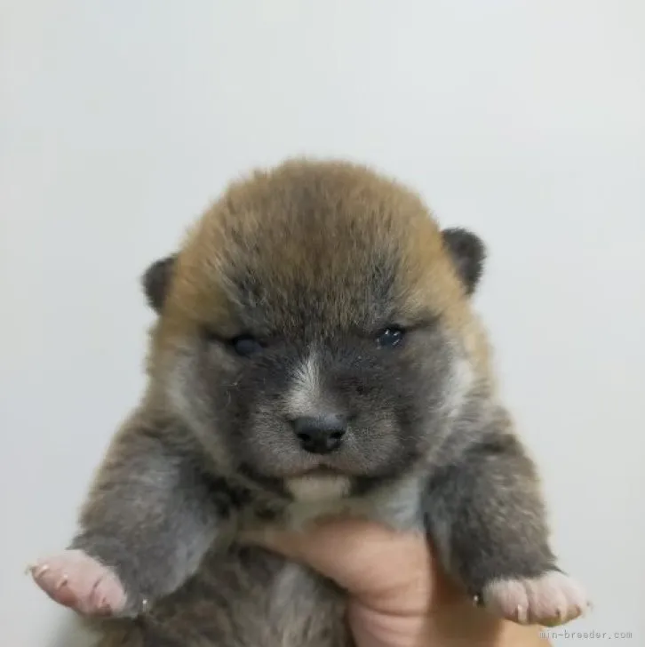 てるてる 様のお迎えした子犬