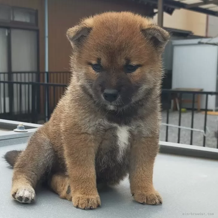 柴犬(標準サイズ)【岐阜県・女の子・2024年4月18日・赤】の写真1