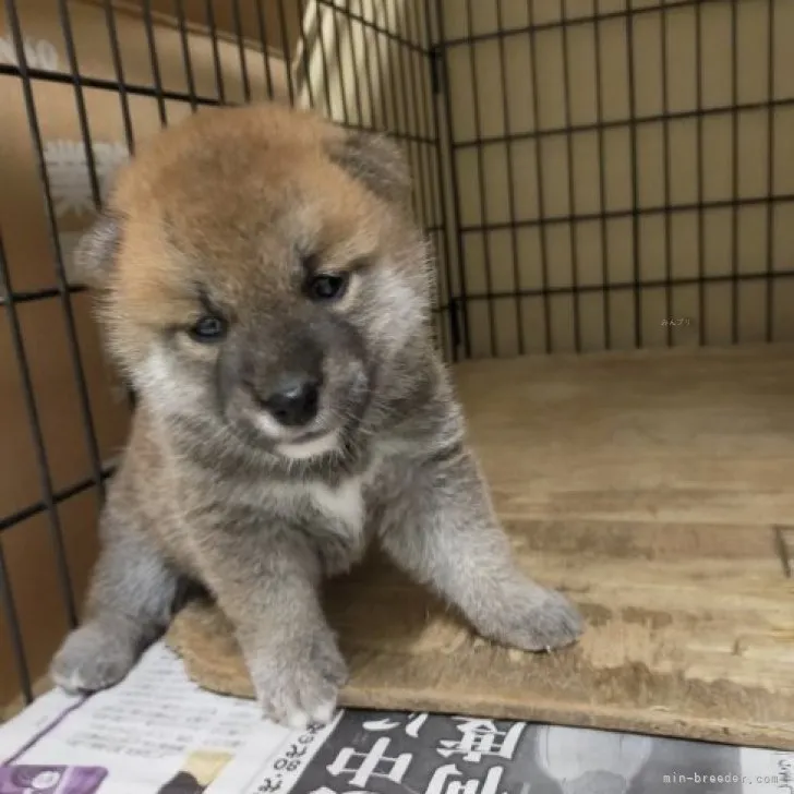 tetu 様のお迎えした子犬