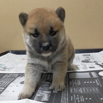 柴犬(標準サイズ)【岐阜県・女の子・2023年9月8日・赤】の写真「キリッとした女の子」