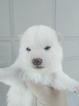 柴犬(標準サイズ)【岐阜県・女の子・2020年8月28日・白】の写真「のんびりコロコロ」