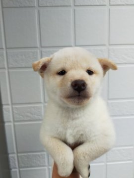 柴犬(標準サイズ)【岐阜県・女の子・2021年7月7日・白】の写真「人懐っこい子です」