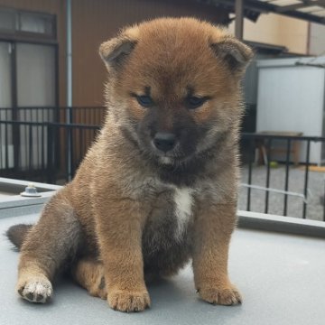 柴犬(標準サイズ)【岐阜県・女の子・2024年4月18日・赤】の写真「小ぶりな女のコ」