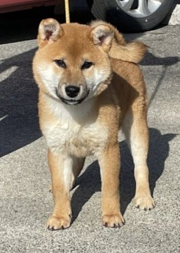 柴犬(標準サイズ)【岐阜県・男の子・2022年7月7日・赤】の写真「おとなしい男のコ」